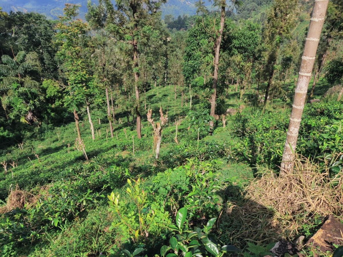 Rohana Estate Lodging & Camping Kandy Exterior photo